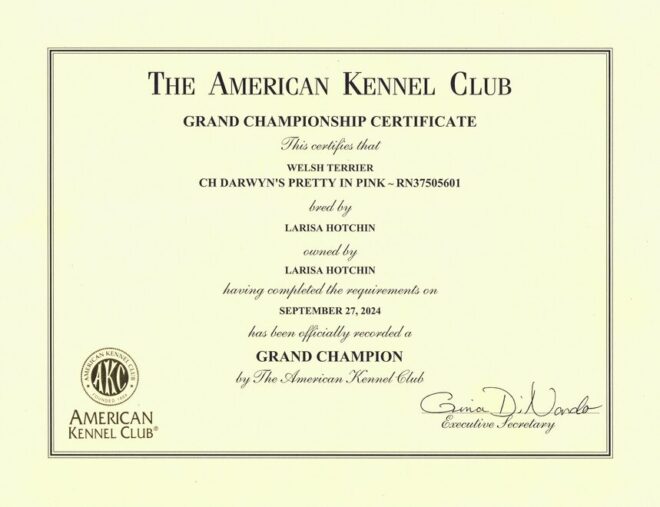 Molly-AKC-GrandCH Molly-AKC-GrandCH